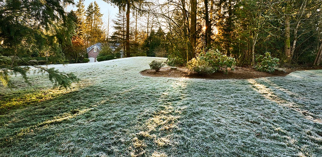 Winter Lawn Care